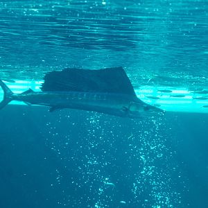 Indo-Pacific sailfish (Istiophorus platypterus)