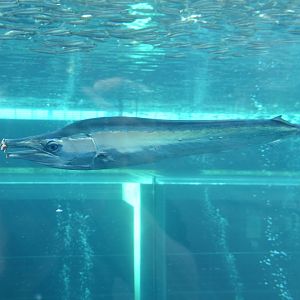 Indo-Pacific sailfish (Istiophorus platypterus)