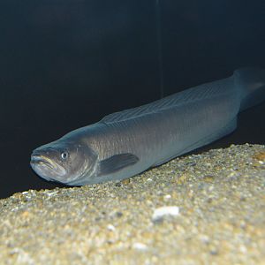 Silvery deep sea eelpout (Bothrocarina microcephala)