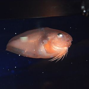 Bright snailfish (Careproctus pellucidus)