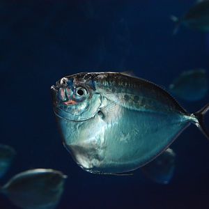 Moonfish (Mene maculata)