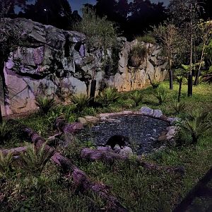 Tasmanian Devil exhibit (outdoor enclosure 2)