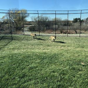 Pride of the Prairie