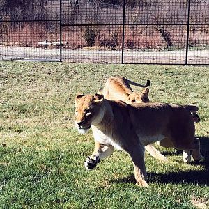 Pride of the Prairie