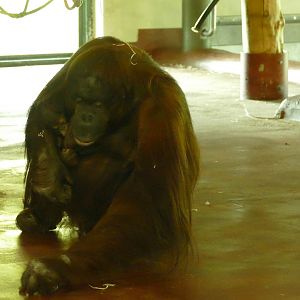 Bornean Orangutan, Chinta, with 3 week old son, 17 November 2022