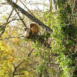 Black Howler Monkeys, 17 November 2022