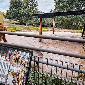 European bison