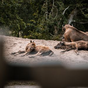 European bison