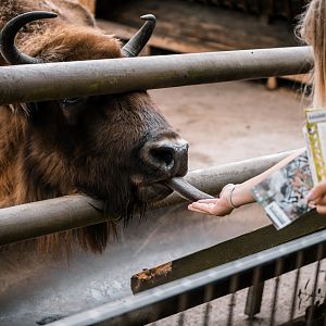 Feeding European bison