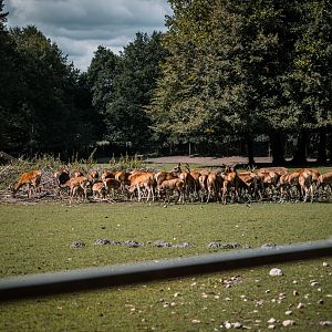 Red Deer and Mouflon