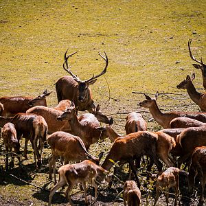 Red Deer and Mouflon
