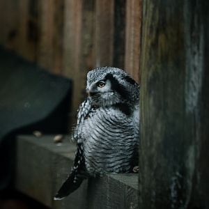 Hawk Owl