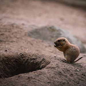 Prairie Dog