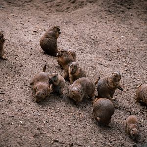 Prairie Dogs