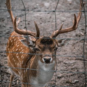 Fallow Deer