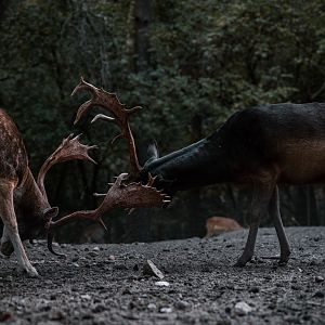 Fallow Deer