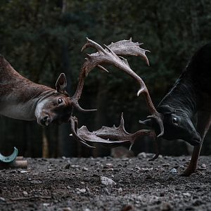 Fallow Deer