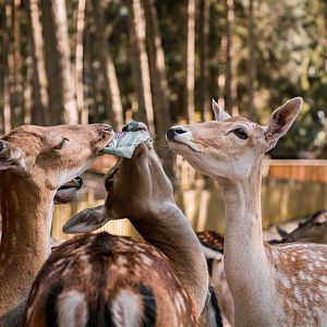 Fallow Deer with stolen map