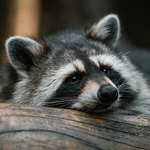 Raccoon