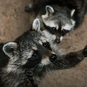 Raccoons