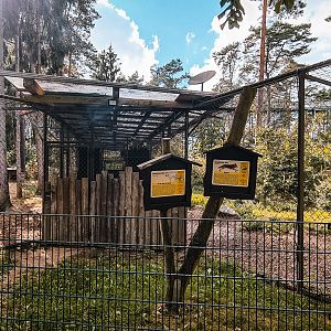 Two wolfpacks next to each other