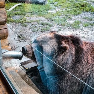 Kamchak Bear waiting for food