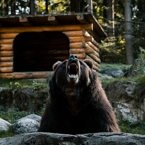 Kamchak Bear catching food