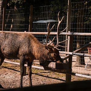 Wapiti