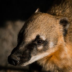 Coati