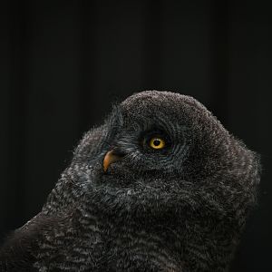 Young Great Grey Owl