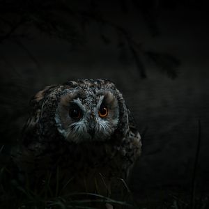 Long-eared Owl