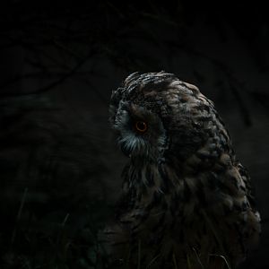 Long-eared Owl