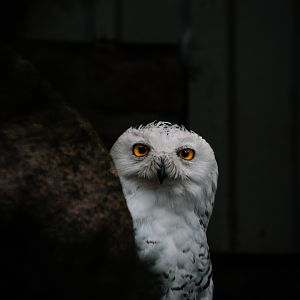 Snowy Owl