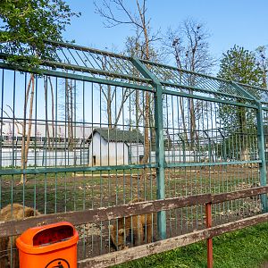 Second enclosure of Brown bears - kids