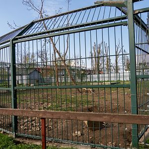Second enclosure of Brown bears - kids