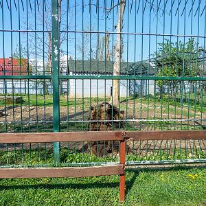 Enclosure of Brown bears - parents