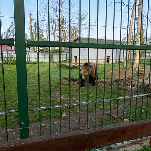 enclosure of Brown bears - parents