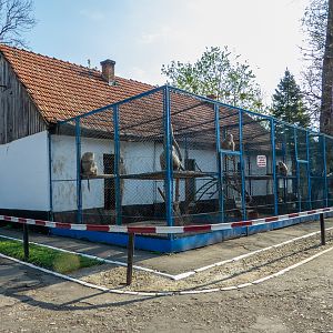 Enclosure of monkeys