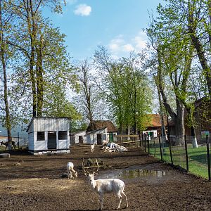 Enclosure of fellow deer