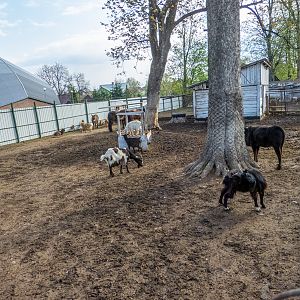 Enclosure of goats and donkeys