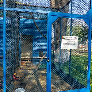 Enclosure of gold pheasant