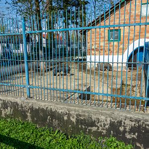 Enclosure of  Vietnamese pot-bellied