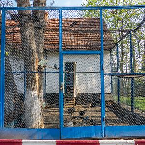 Enclosure of chicken