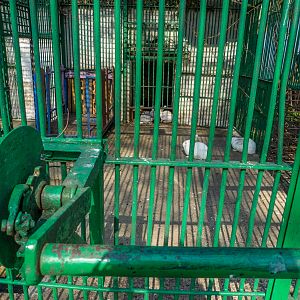 Enclosure of bunnies (former big cats)