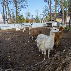 Enclosure of Llamas