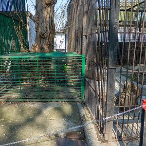 walktrough between bunnies and lion