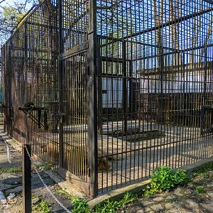 Enclosure of lion (old cage)