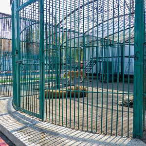 Enclosure of lion