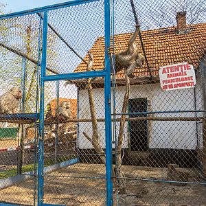 Enclosure of Hamadryas baboon
