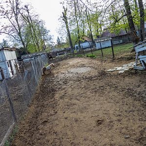 Enclosure of ponies